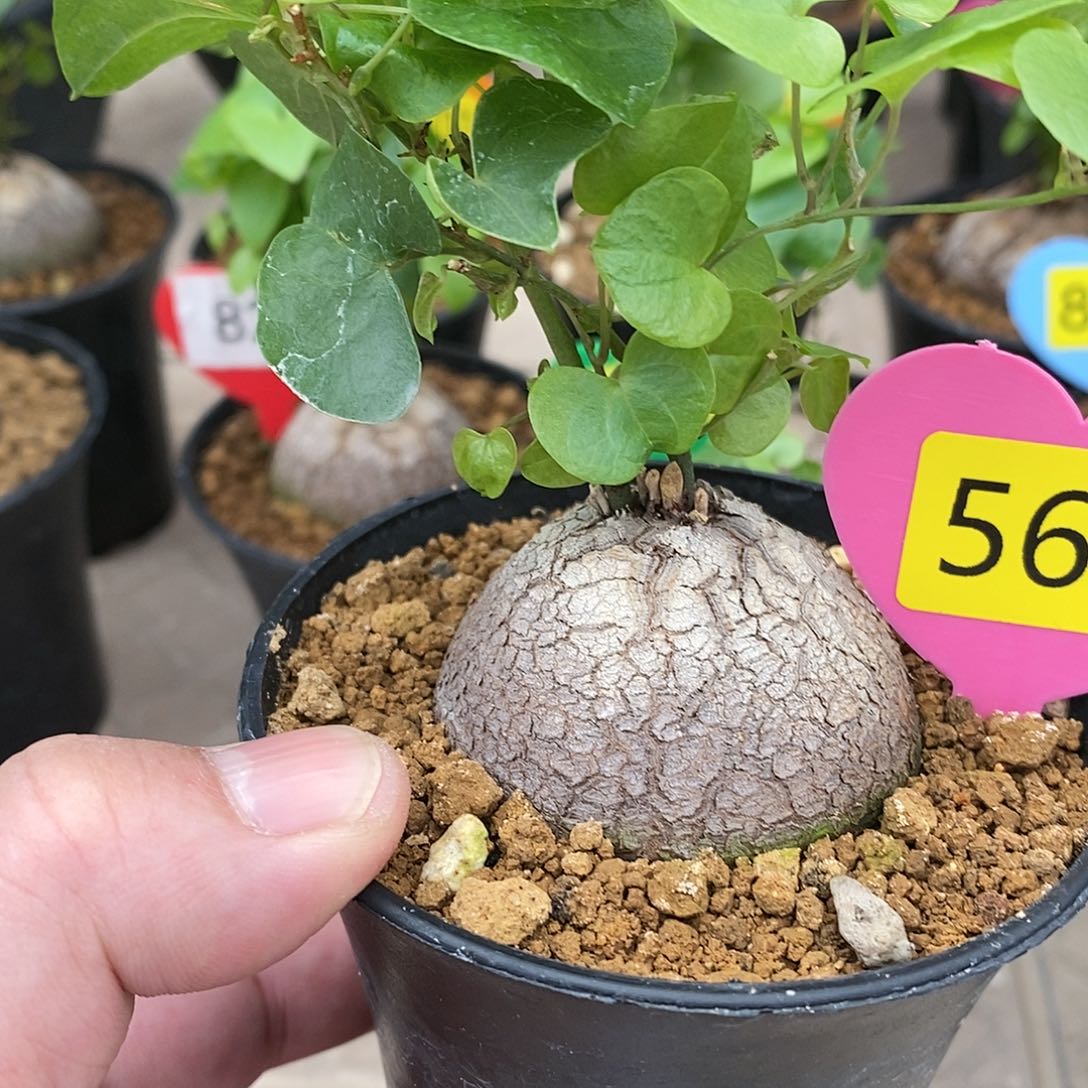 赢**化南非龟甲龙龟甲龙