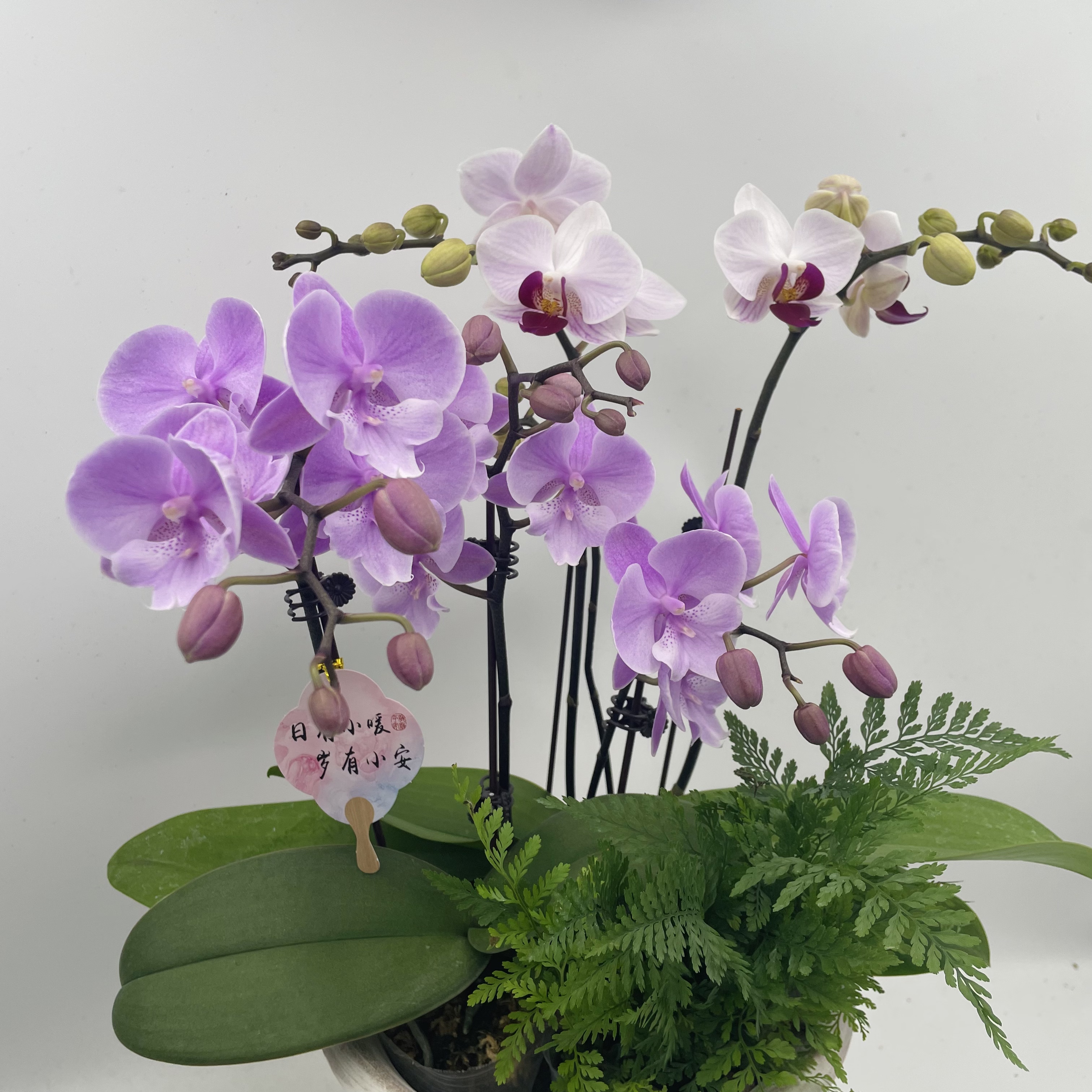 【小组盆】开花株蝴蝶兰杂属室内鲜花绿植送礼亲戚礼物精品观赏