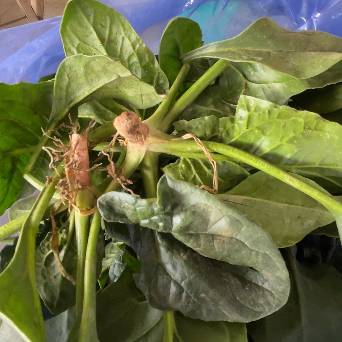 中国大陆红根地盘颗菠菜三斤