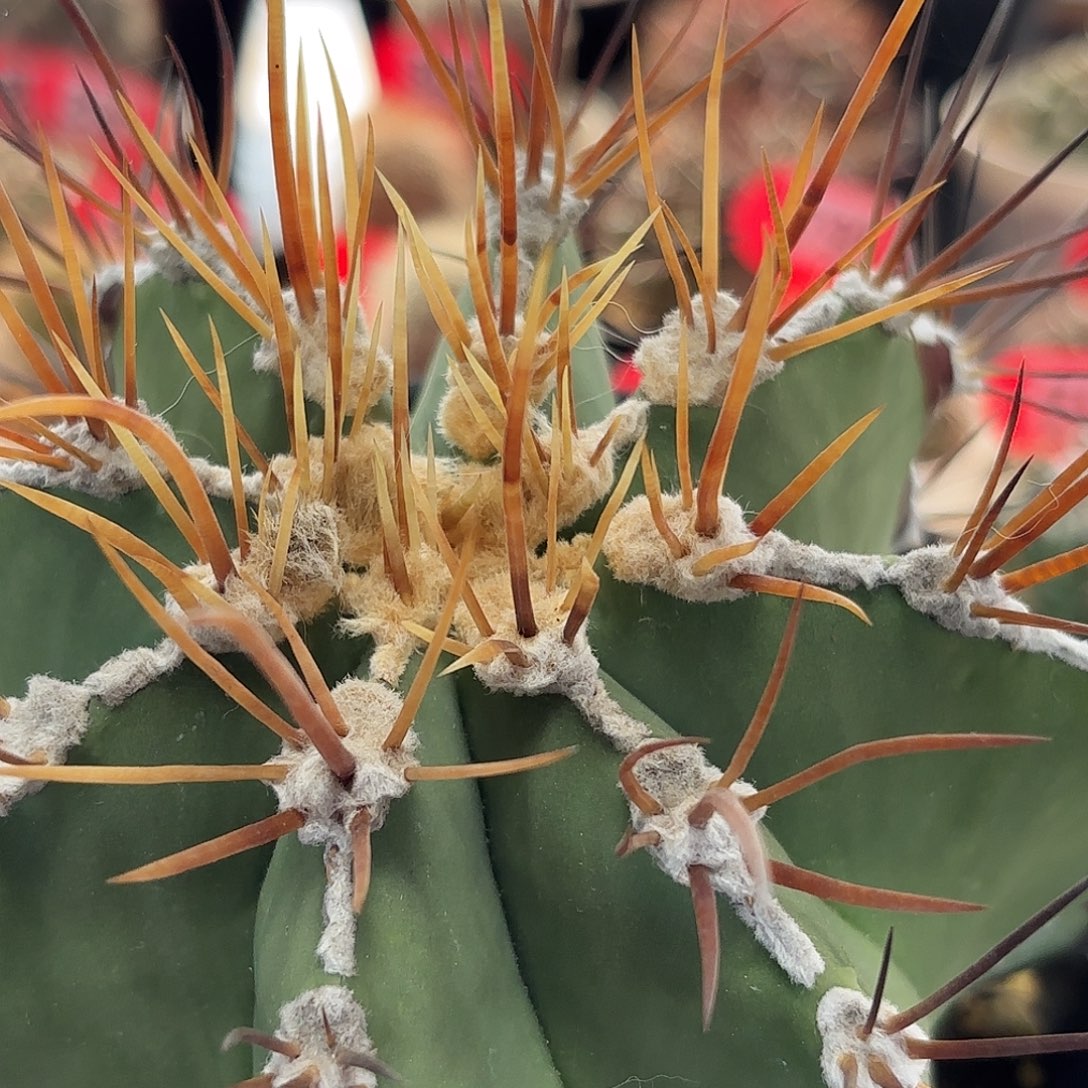 ****仙人球实生 般若白云