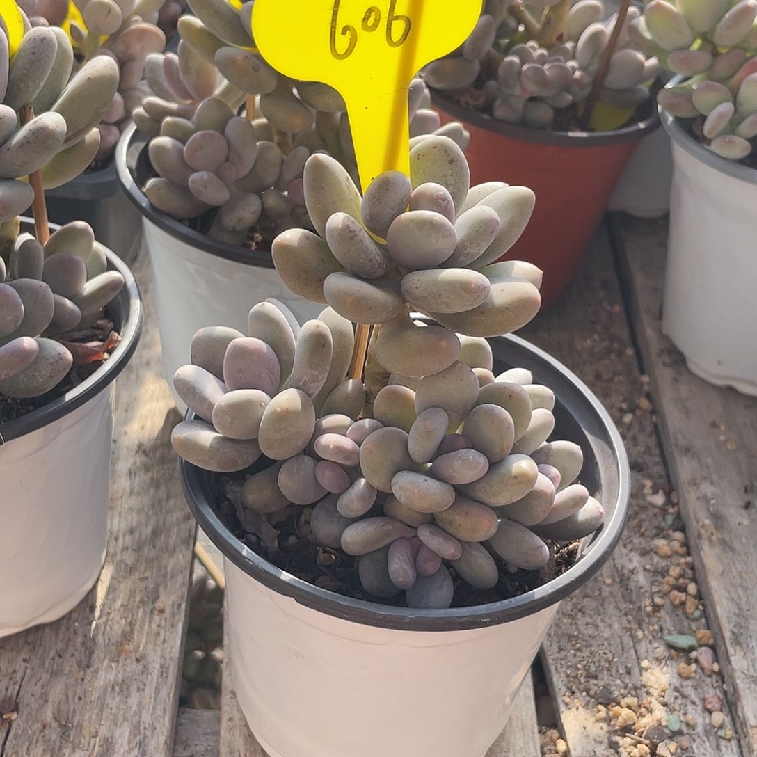 蛋黄奶多肉植物群生606