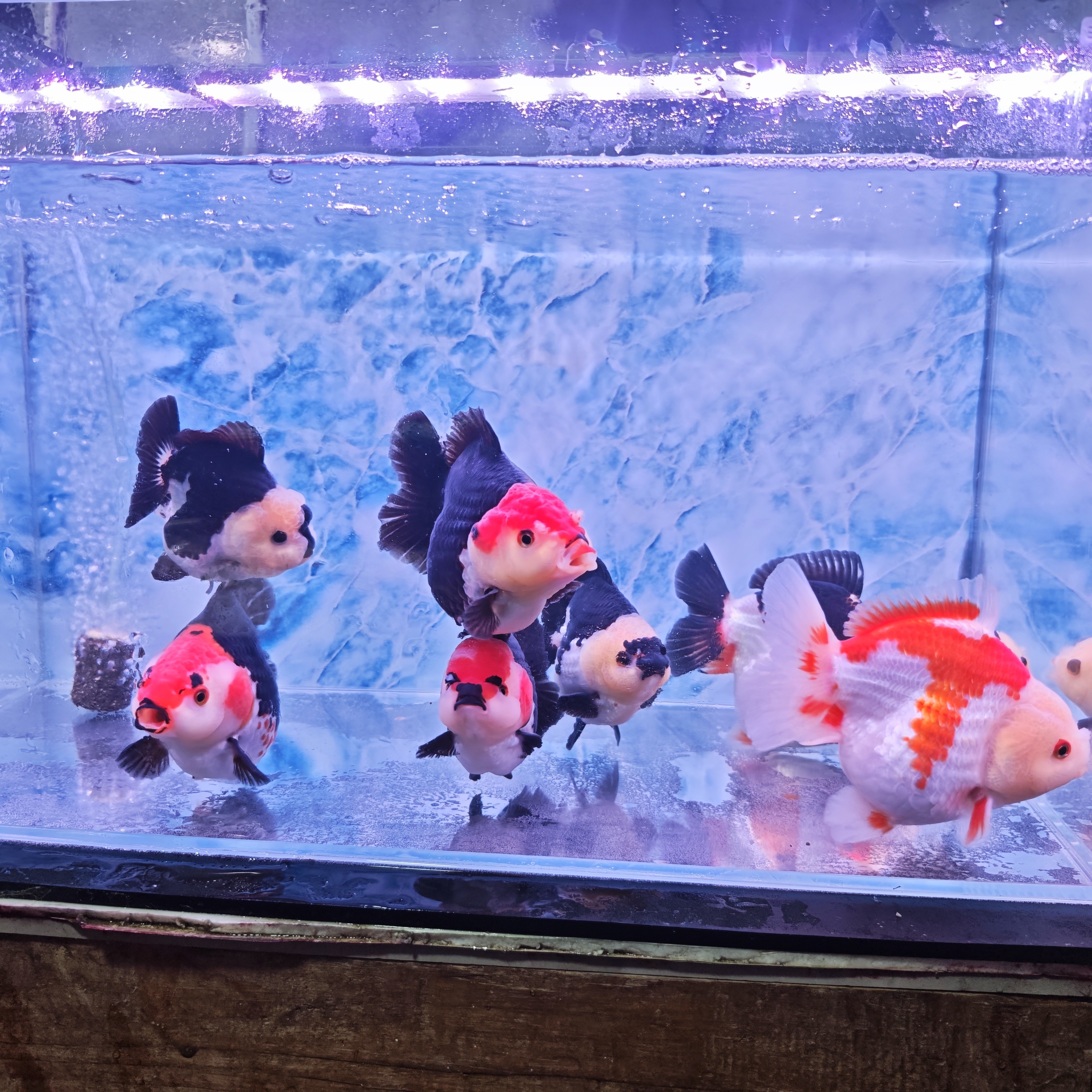 玛丽金鱼，一物一拍开箱视频包损，新疆海南西藏青海不发货