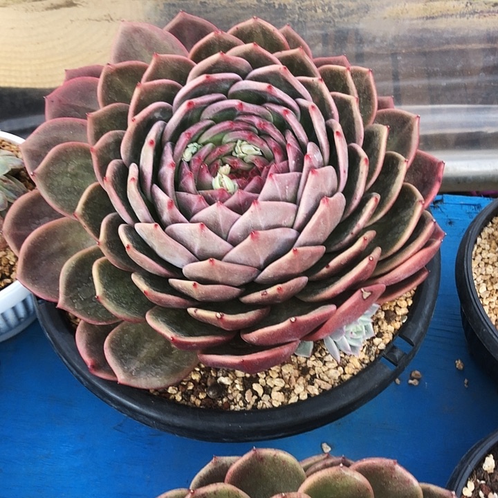 酒红香槟多肉植物