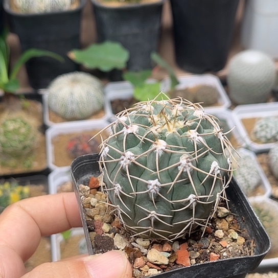 无花朵稀有裸萼圣姿丸实生球5cm