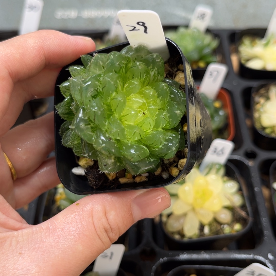 29翠云玉露锦一物一拍