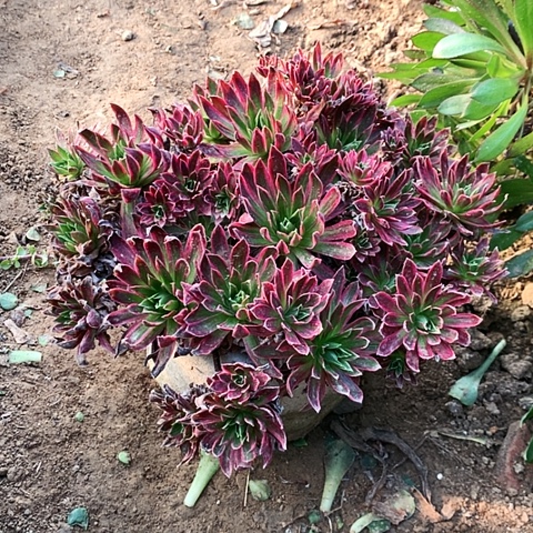 凤凰玫瑰玫瑰玫瑰