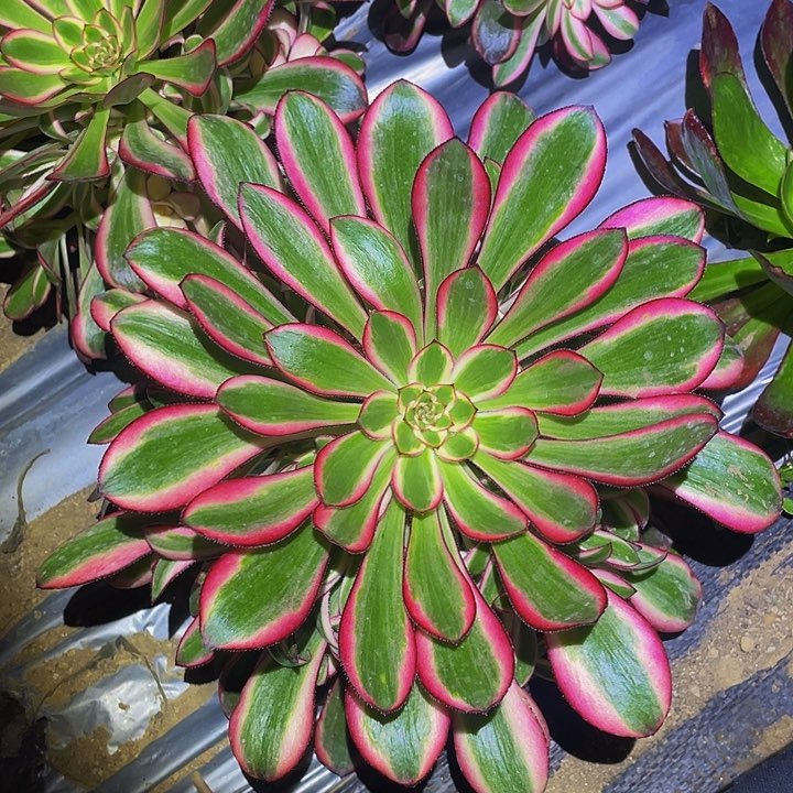 0326香奶奶多肉植物