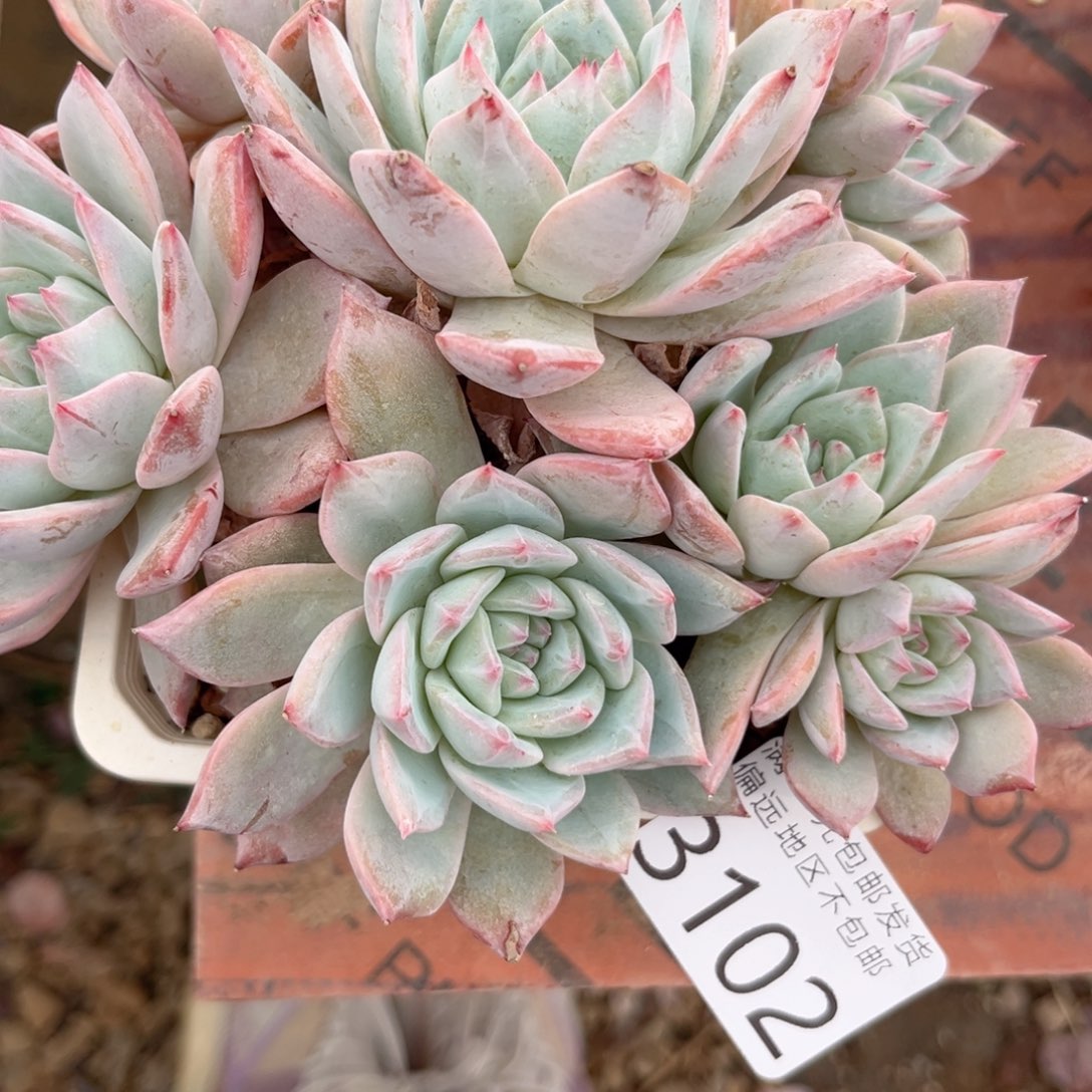 大3102，c b b h b n