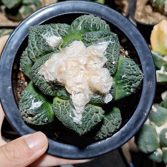 落地服盆龟甲牡丹