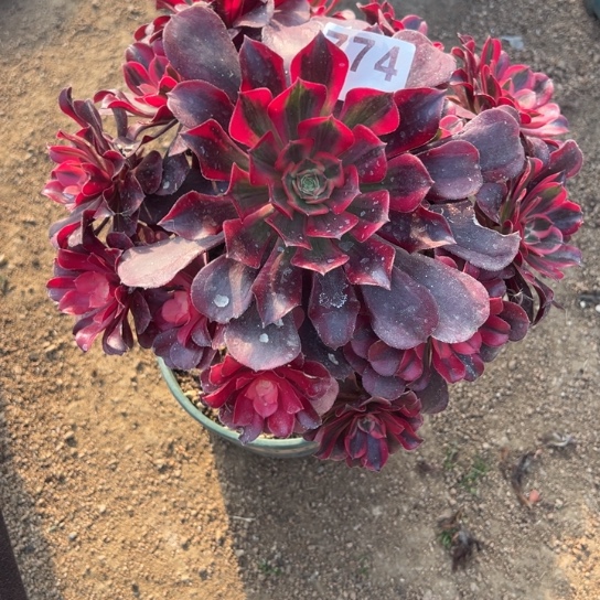 774素颜多肉植物互补