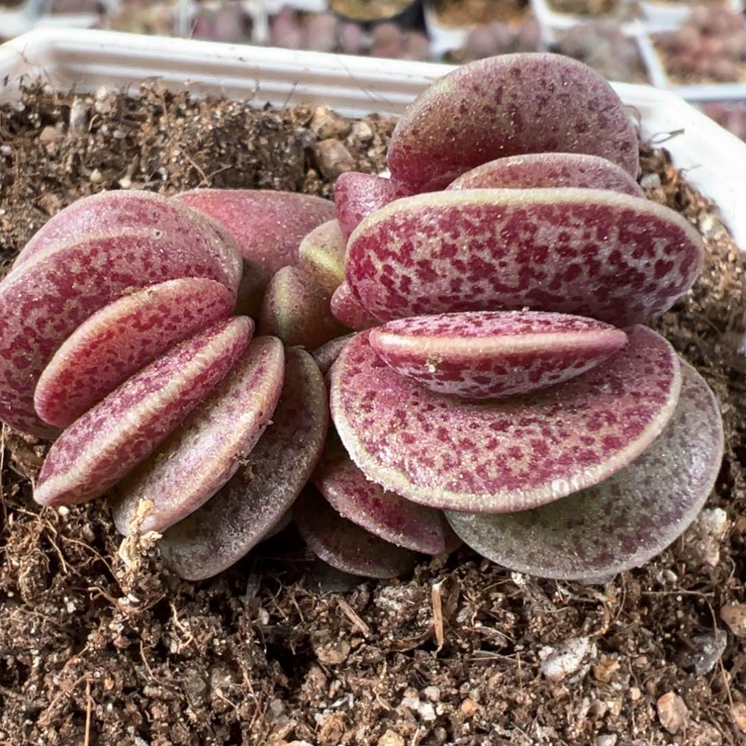 变异海豹铜钱多肉植物