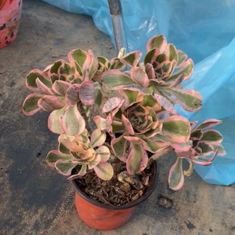 燕姿锦多肉植物035