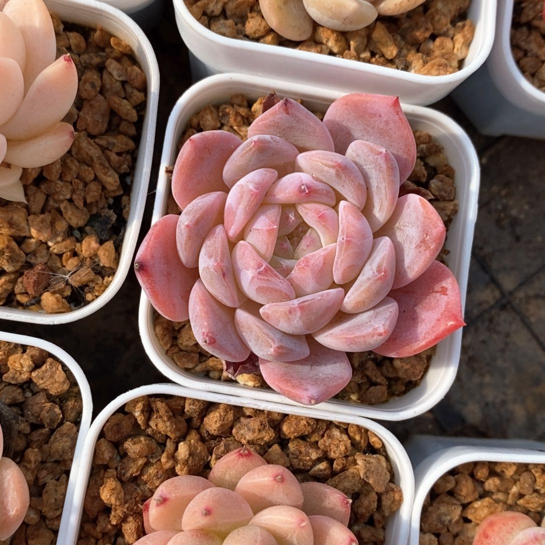 精品多肉一物一拍不包整222