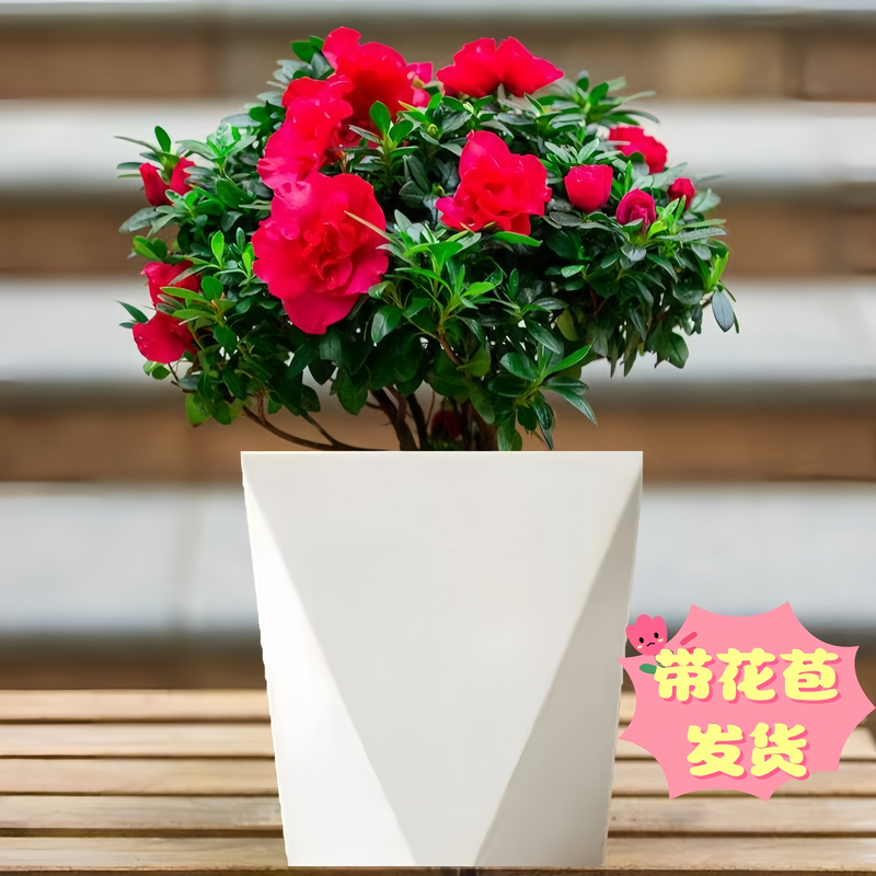 带花苞丛生杜鹃花盆栽室内外好养四季开花绿植花卉LG