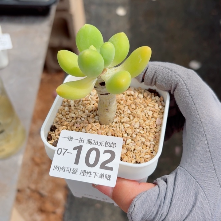 金蝉多肉植物多肉植物多肉
