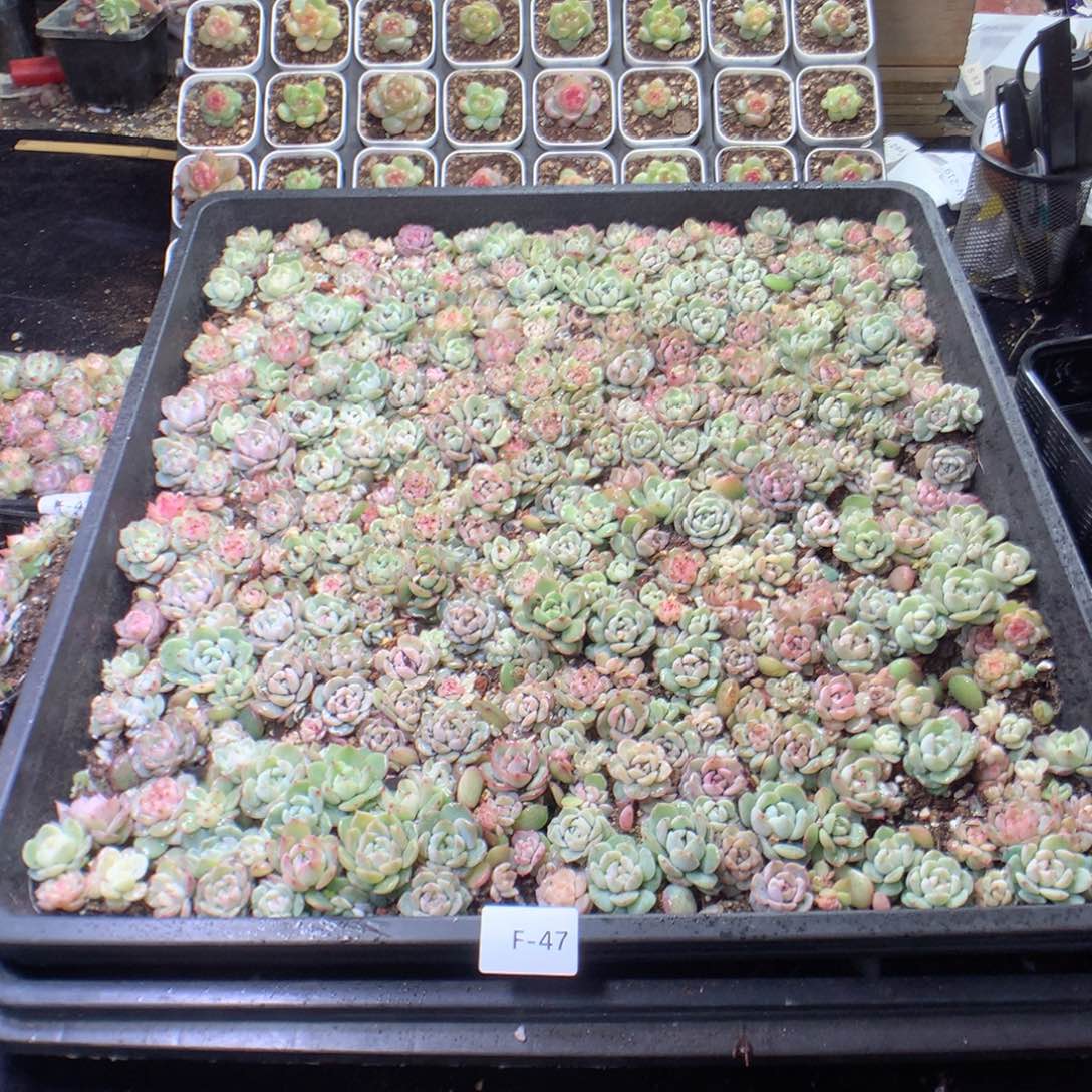 F47月英语英语英语英语