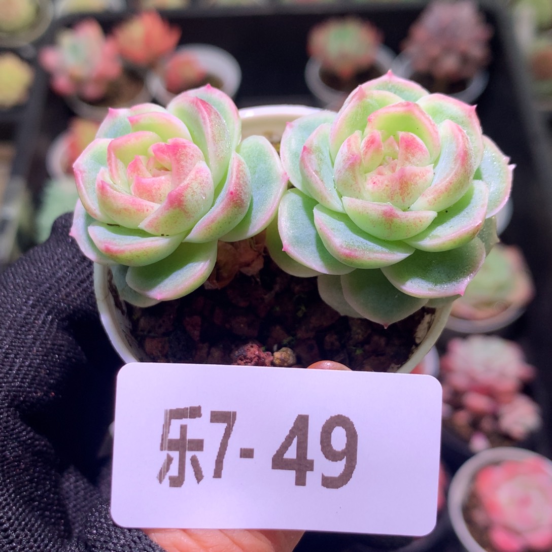 乐然 7-49 新品双头 