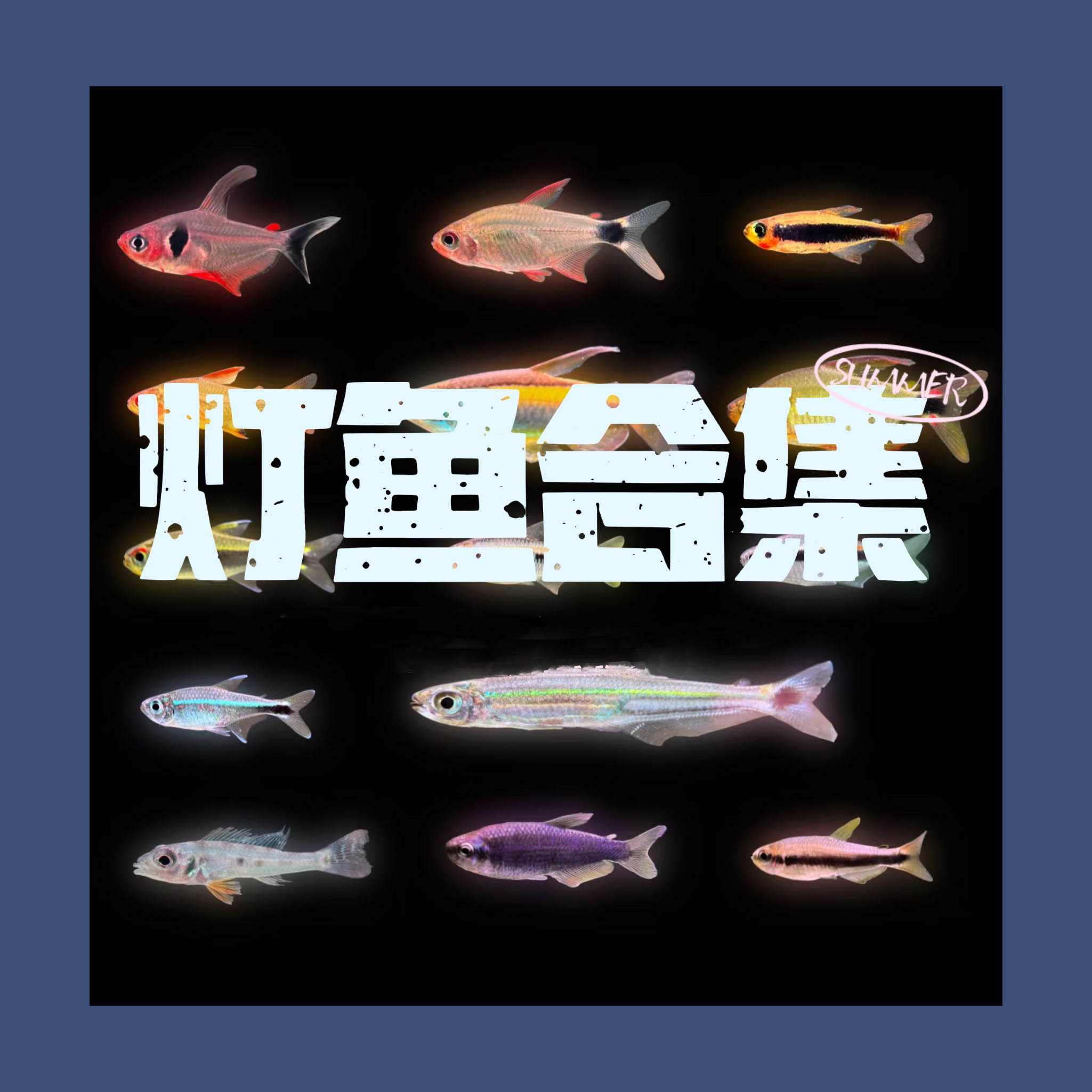 【觅鱼】蝴蝶+皇室青+甜心+蓝钻红梅+赤焰绿+南美灯科鱼热带观赏鱼