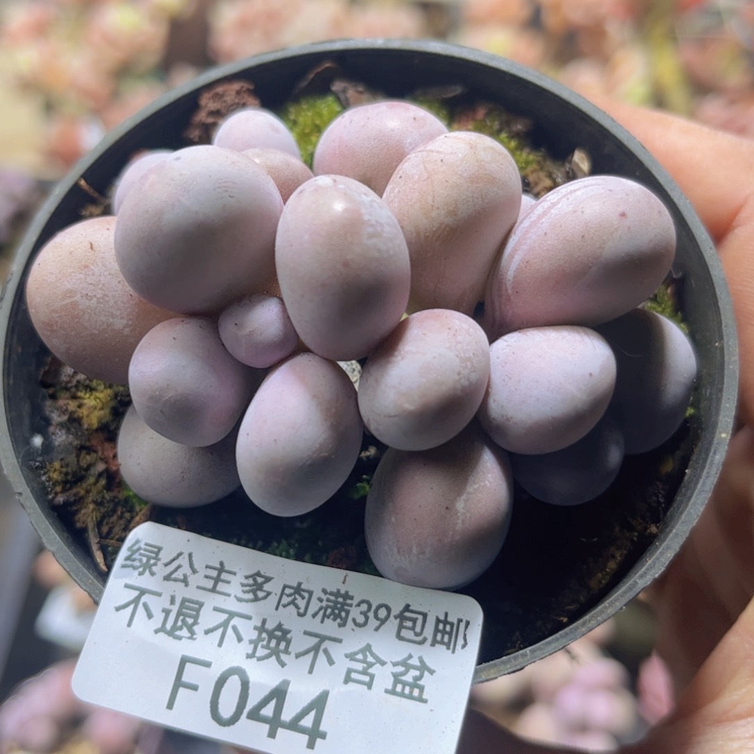 044芭比奶四头6cm多肉