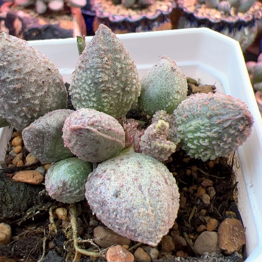 翡翠。              