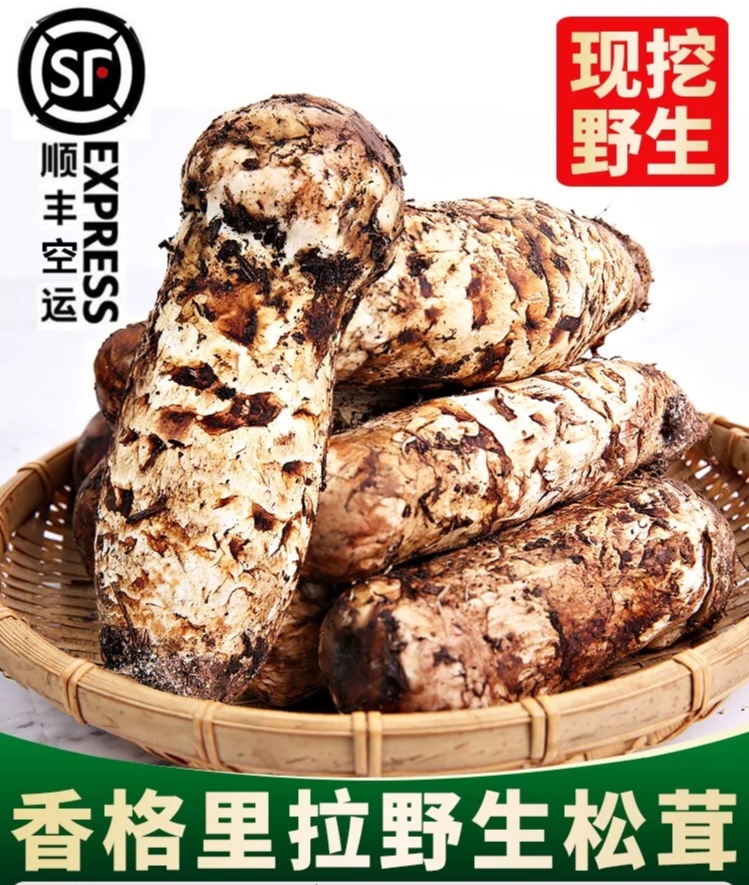 云南香格里拉新鲜菌子松茸菌4-6（尝鲜刺身款）鲜松茸