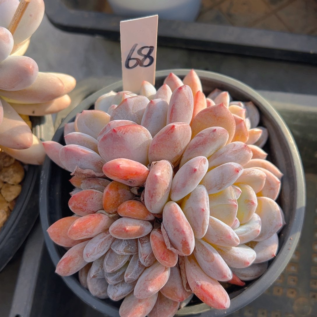 福利来啦打榜啦打榜