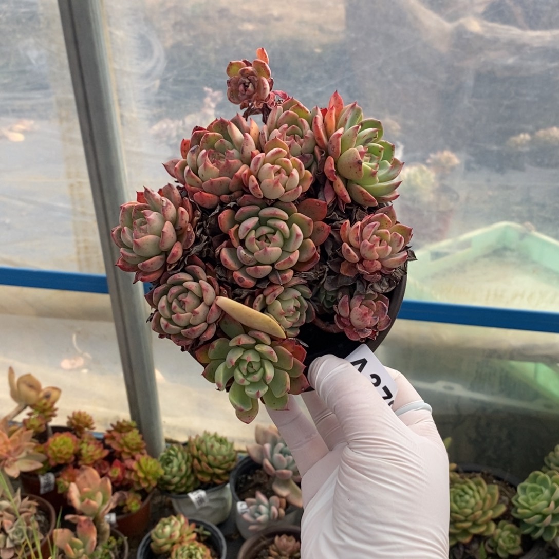 379娜娜小勾一物一拍