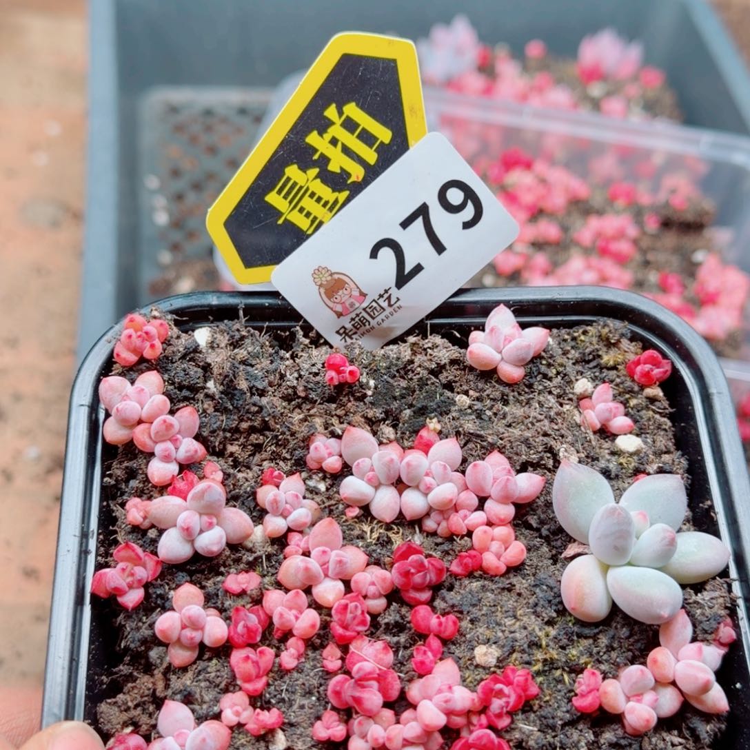 多肉植物多肉植物