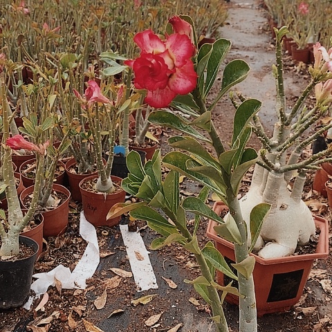 【闪购商品】我***外绿植