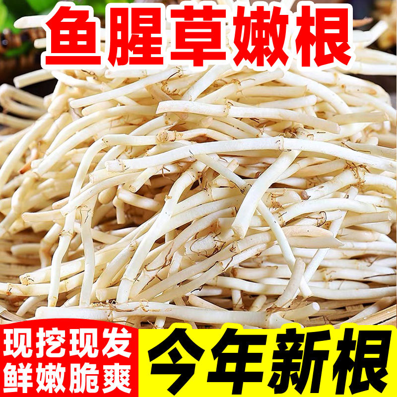 新鲜现挖折耳根鱼腥草嫩根节节根可凉拌的当季蔬菜猪鼻拱泡沫箱冰
