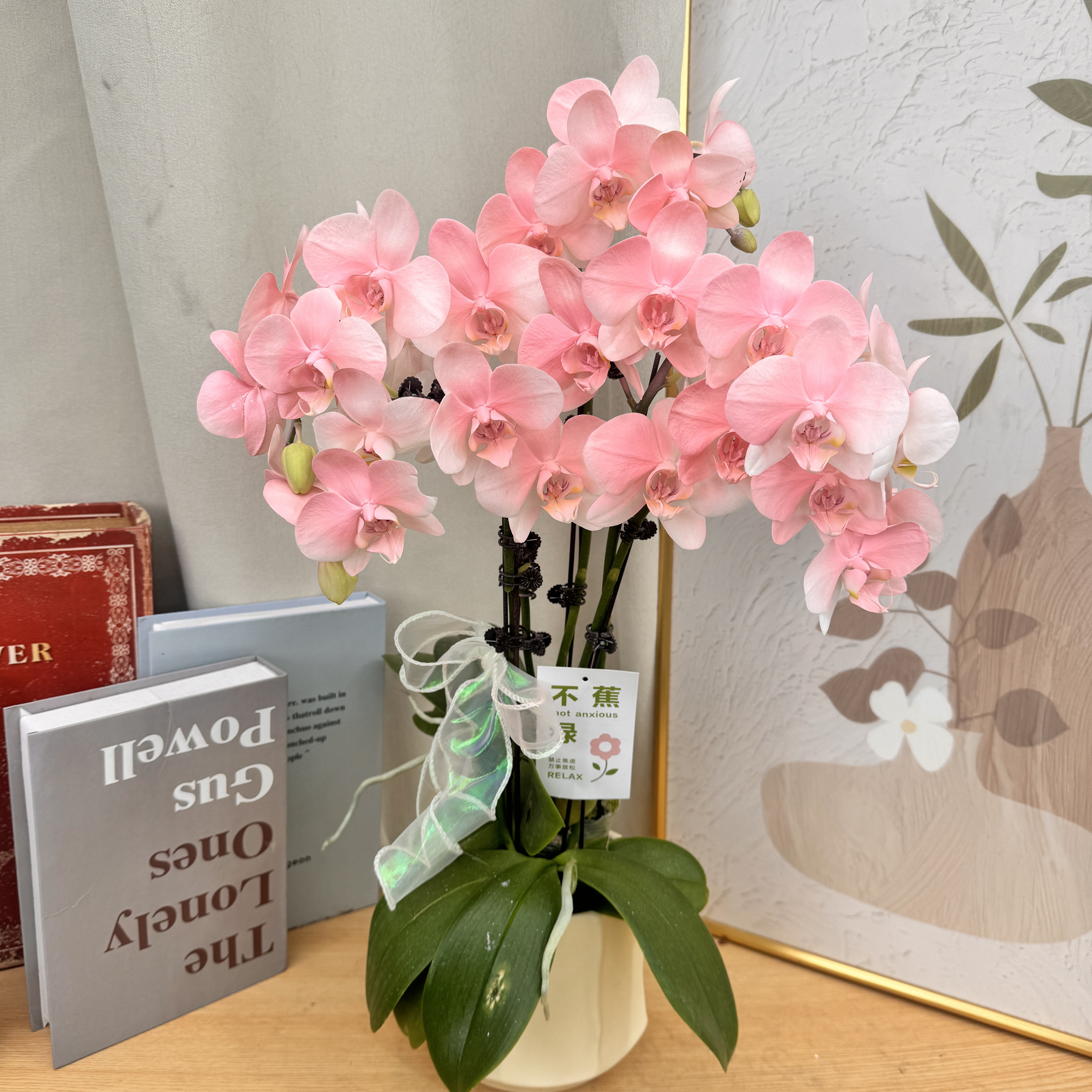 蝴蝶欗《火烈鸟》欧洲进口花花  高端喷色 艺术稀缺马卡龙色系