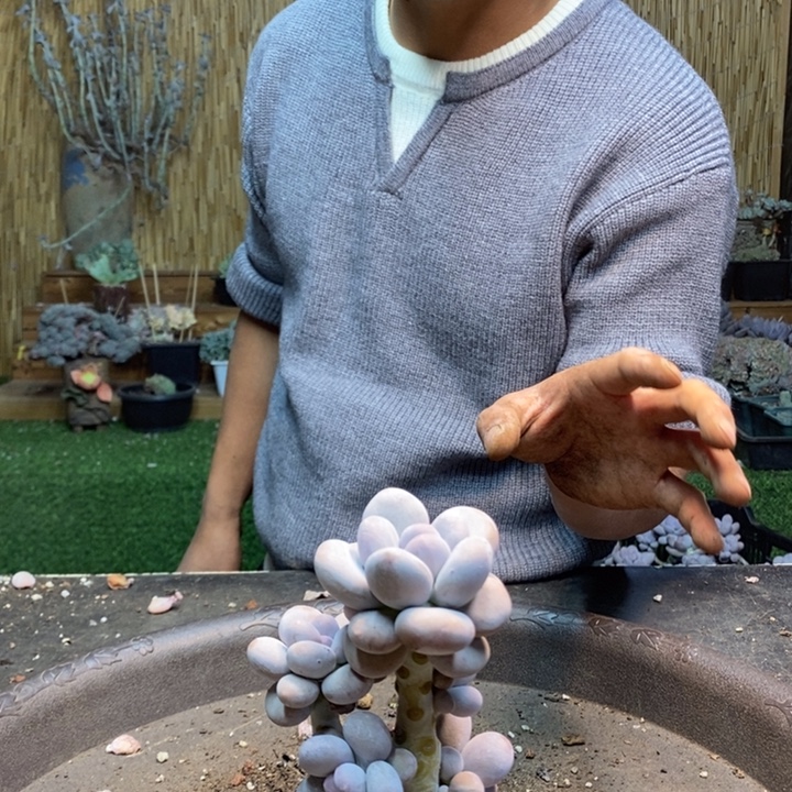 板***馆158 号橙雪球多肉植物