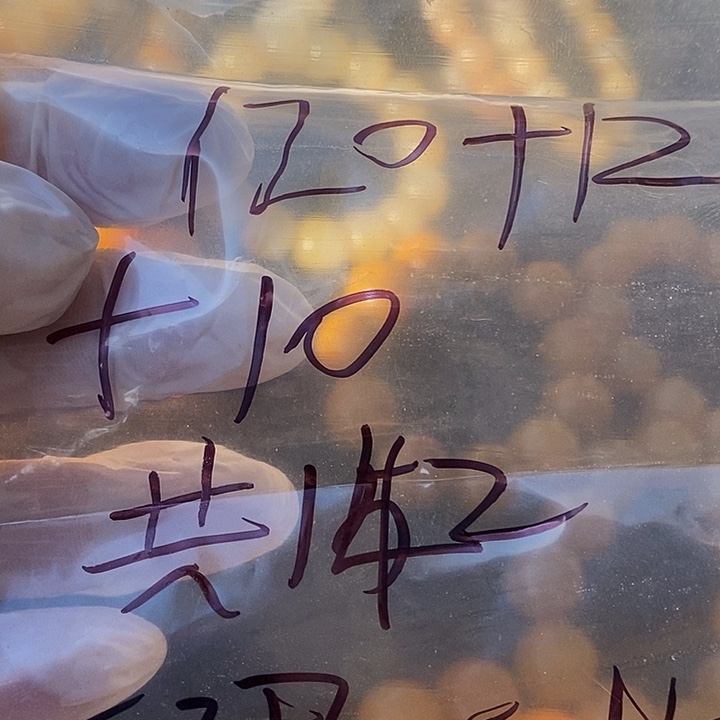 t***r石英质玉（黄龙玉）未镶嵌颈饰