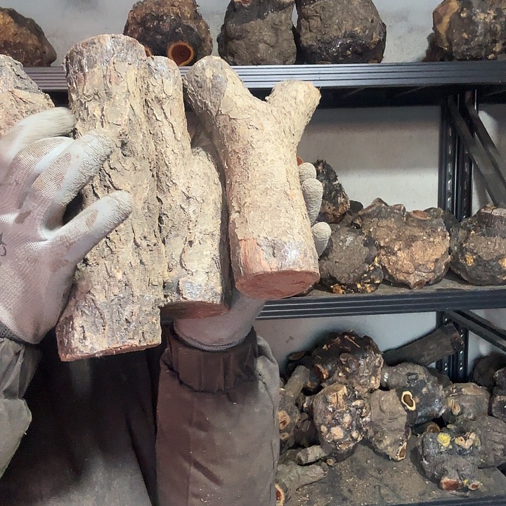 长***安香榧木火琉璃的故事是一个