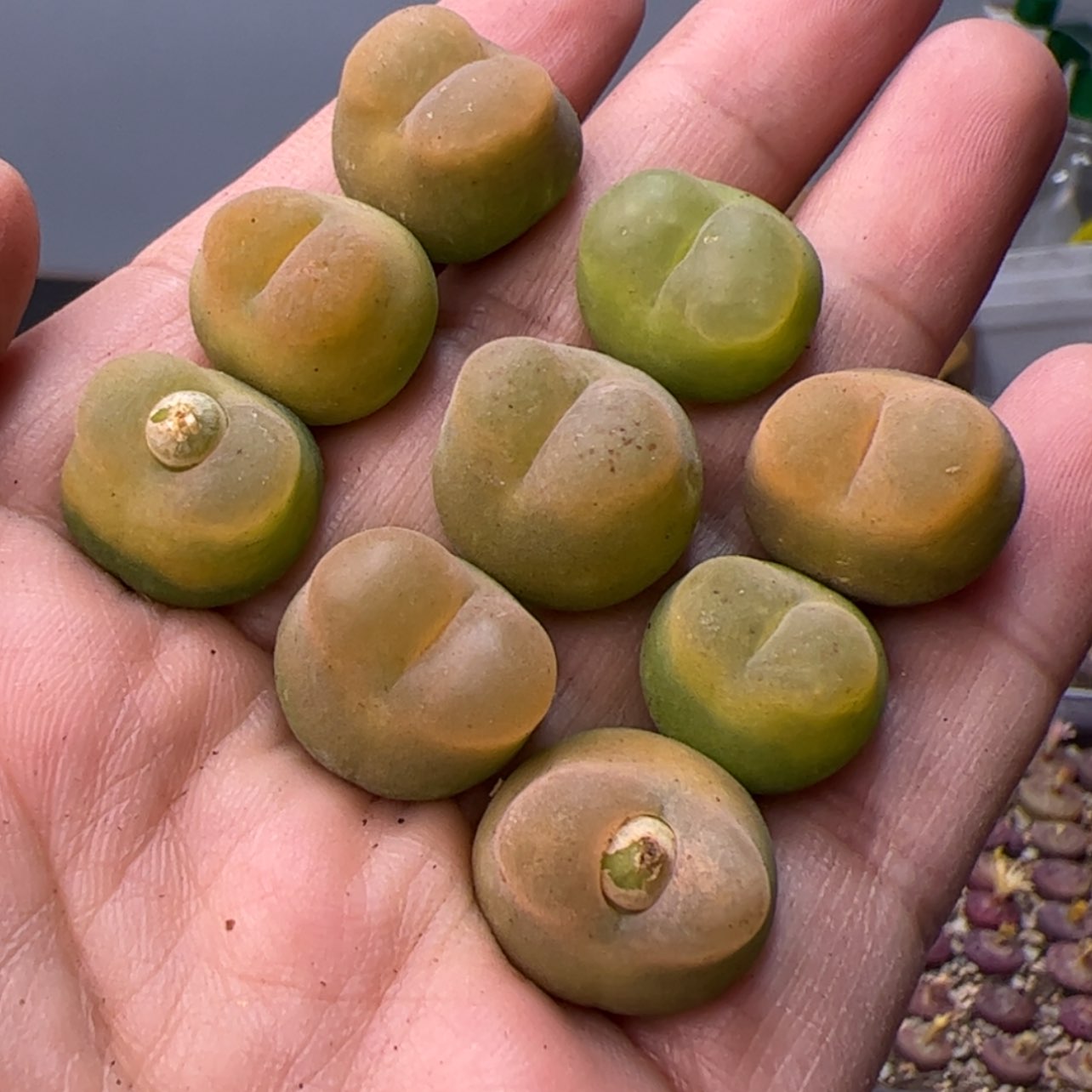 【闪购商品】000000008