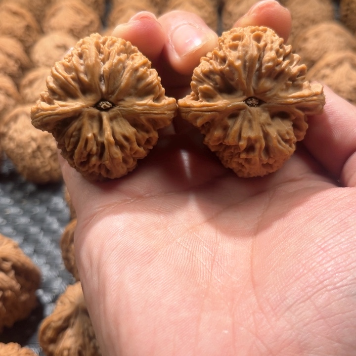 可**樂南疆石41尺南疆