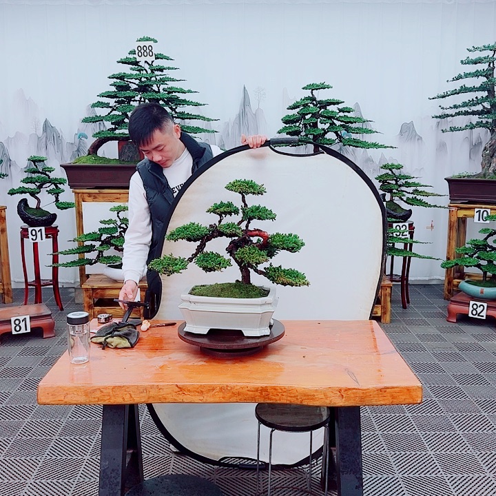 无花朵松柏盆景，一物一拍