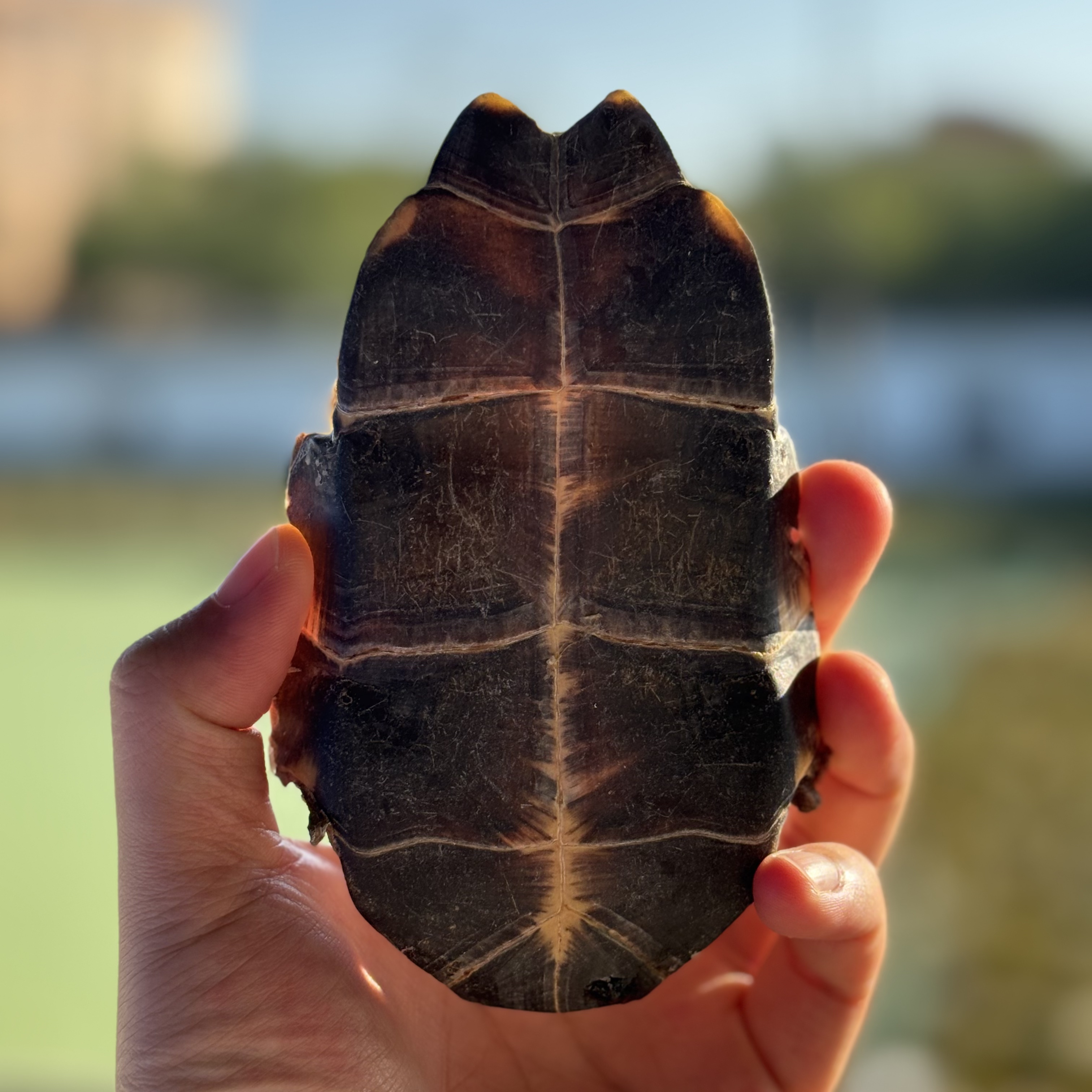 龟板养殖生态草龟龟肉龟板