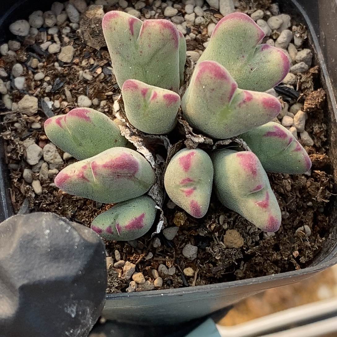 桃喜花园0309-72沙文利亚