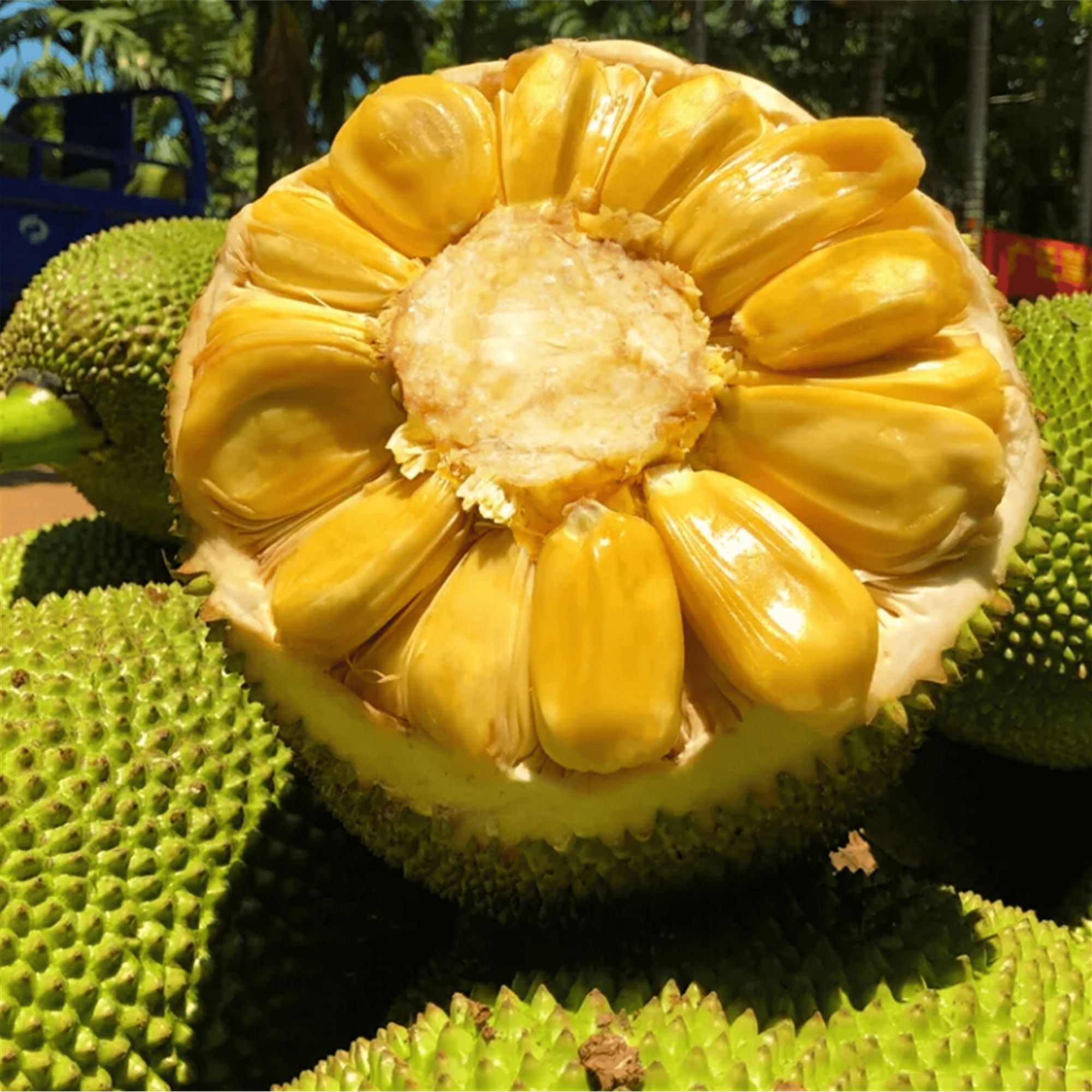 【楠姐推荐】 菠萝蜜 越南进口果 果肉香脆甜 顺丰包邮 4KG  次日达 好物推荐黄肉菠萝蜜越南社会主义共和国