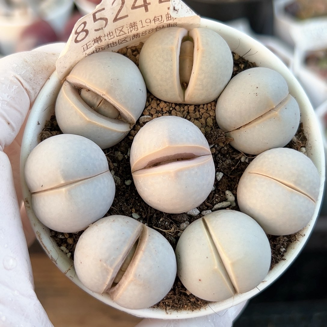 好养易活生石花大母本8524