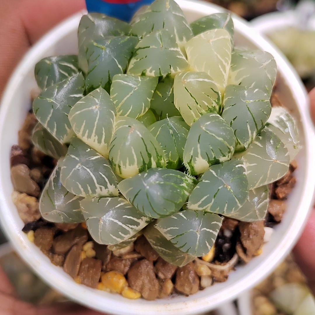 93号花翼完美极上斑 5.8厘米左右一物一拍带盆