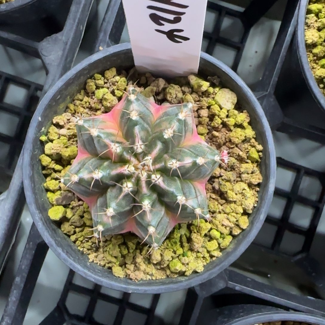 124-0214刘德华脱土发多肉