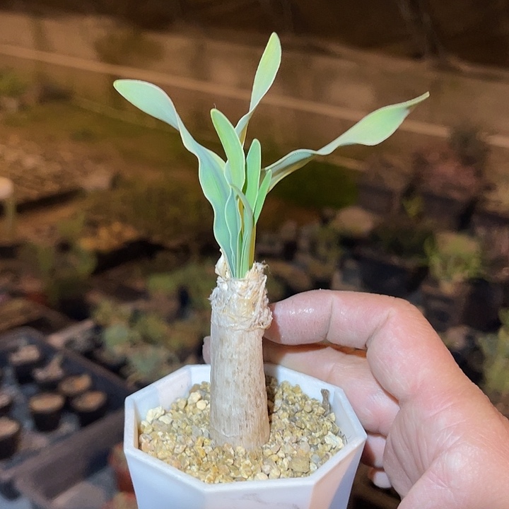 满38包邮2天凑单，脱土晾根发货多肉植物巨凤之卵