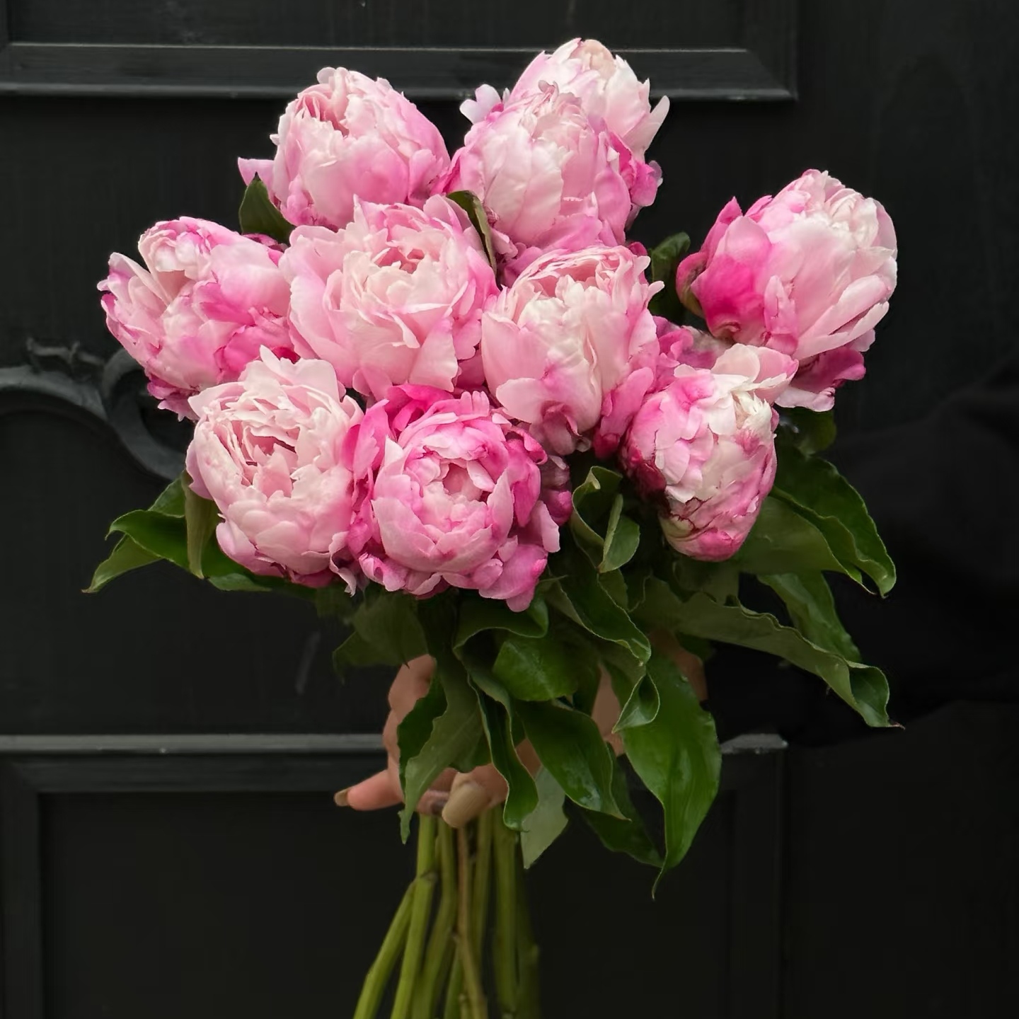 【粉凌红花】粉色重瓣芍药山东鲜花家庭水培顺丰次日达包邮包售后