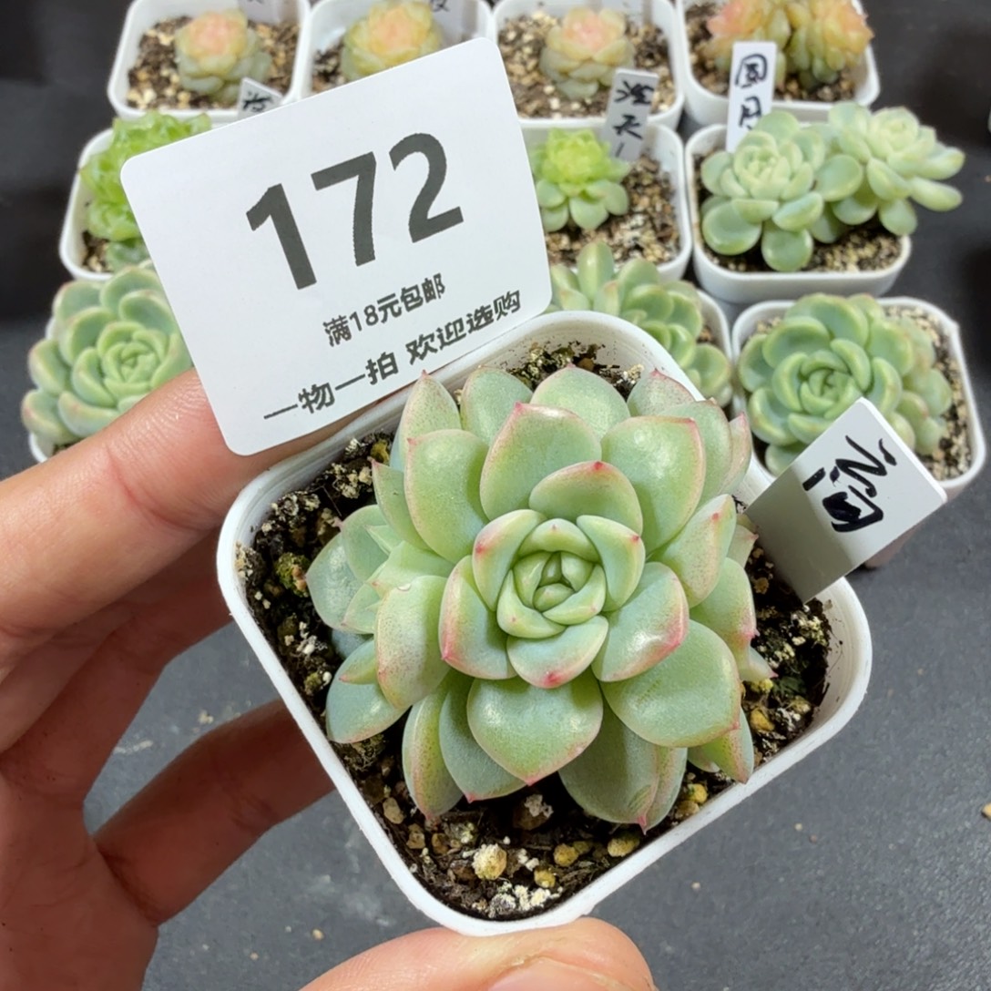 甜心云间三头一物一拍172