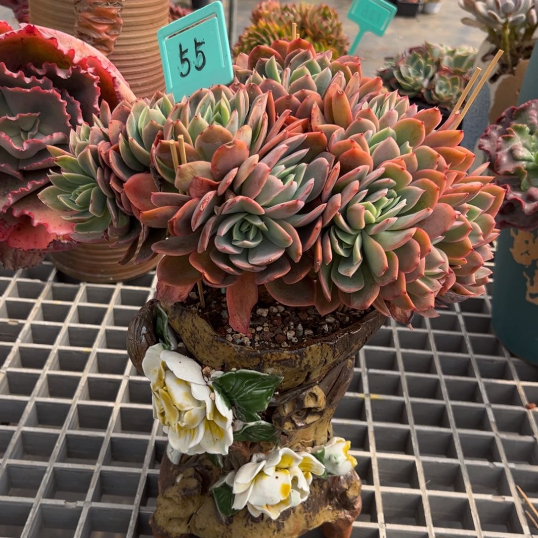 小雨多肉绮罗缀化