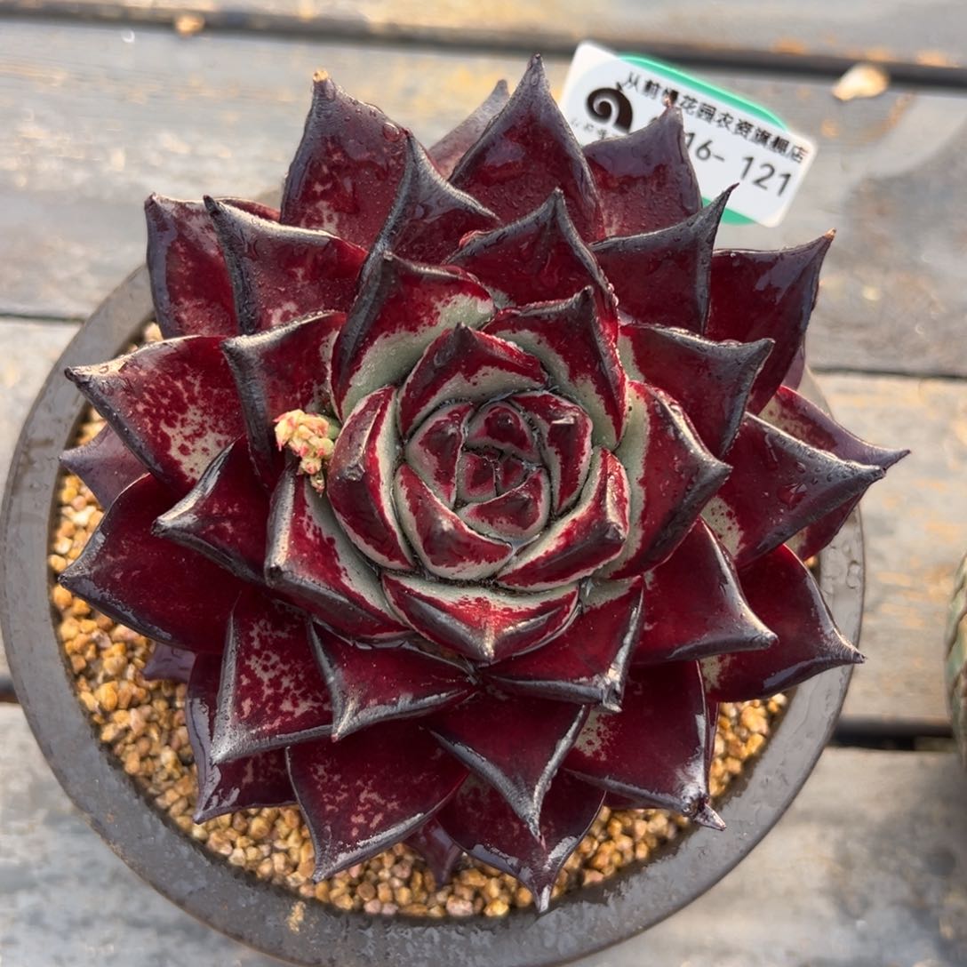 多肉一物一拍0216-121黑骑士