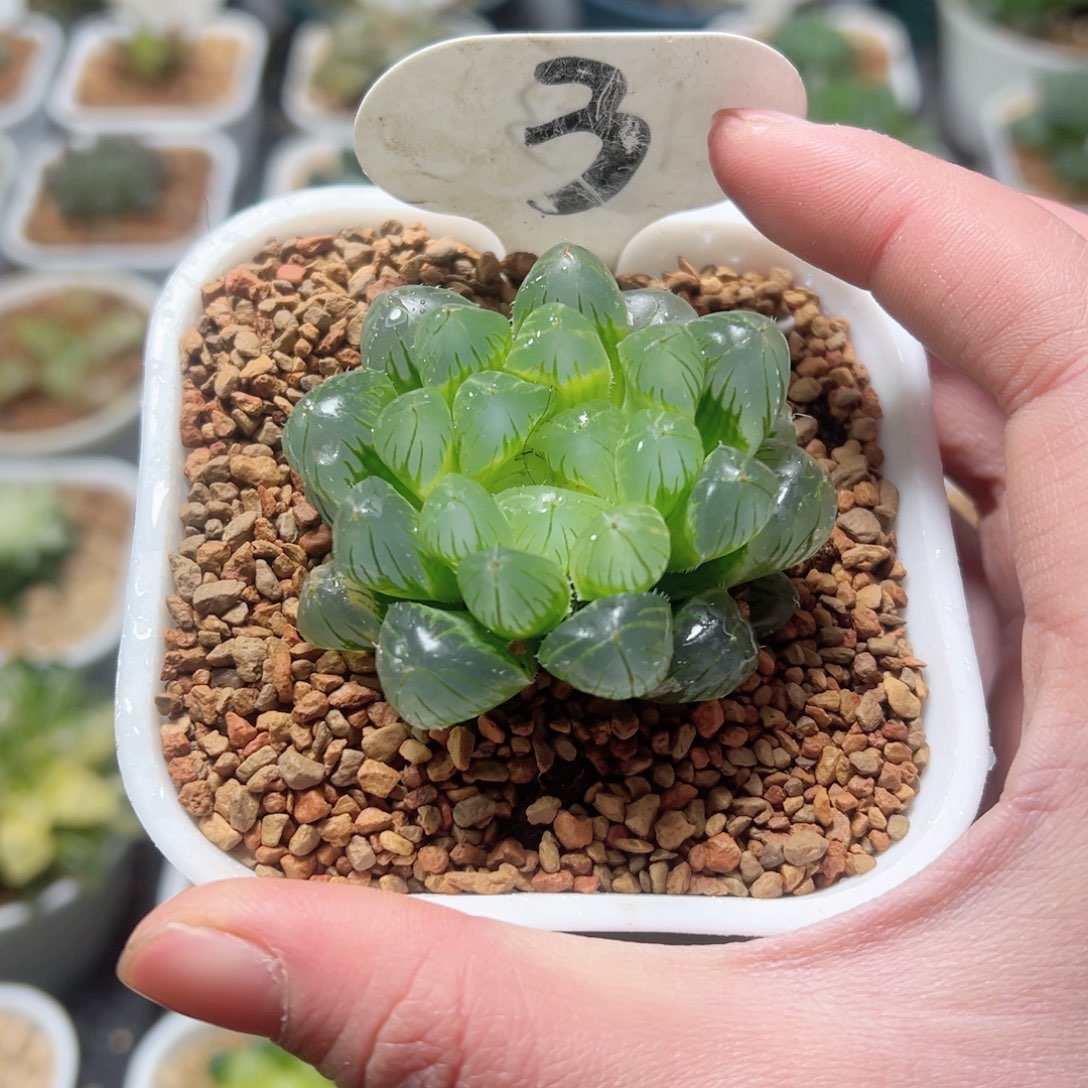 琉璃玉露多肉植物