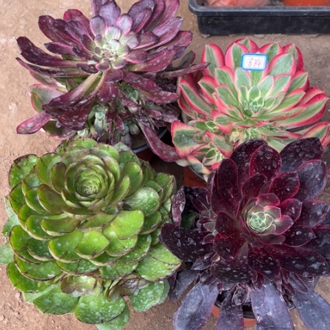 874多肉植物组合